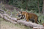 Bandhavgarh National Park